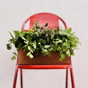 Cesta de Aromáticas